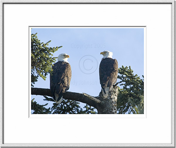 Image ID: 100-201-0 : Guardian Eagles 